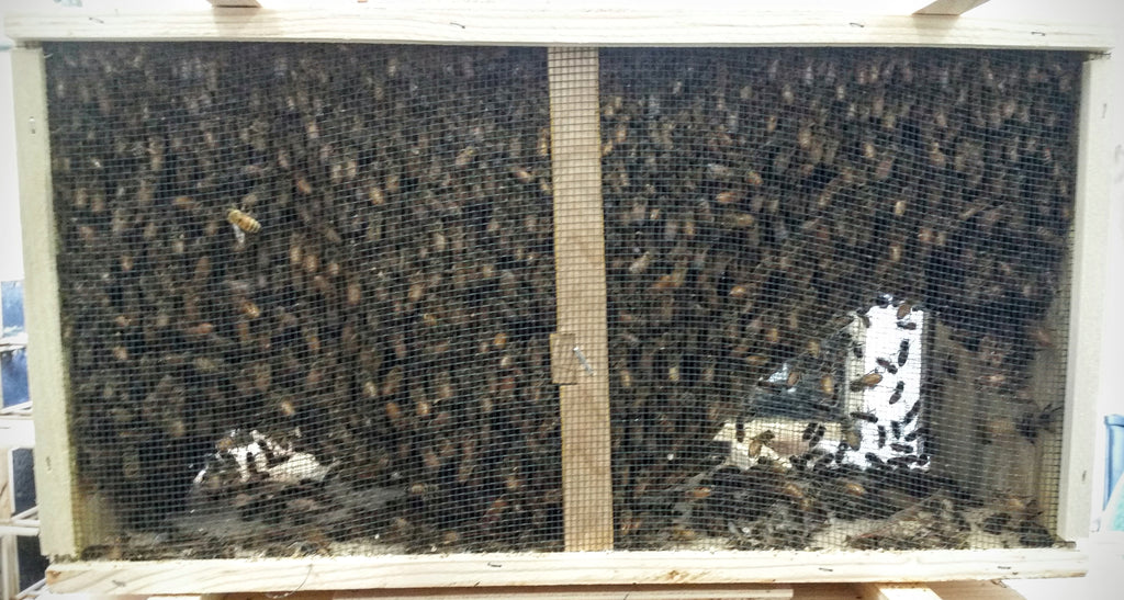 3# Package Honey Bees with a queen