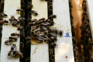 3# Package Honey Bees with a queen