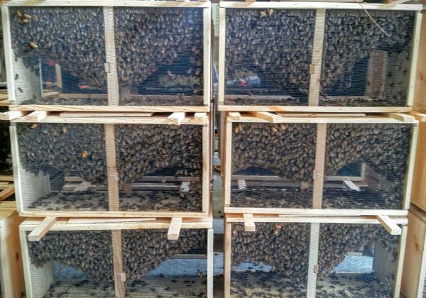3# Package Honey Bees with a queen