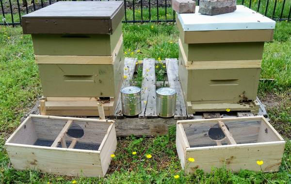 3# Package Honey Bees with a queen