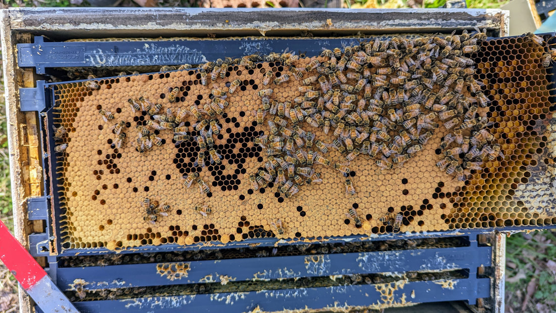 branding iron  Tales from the beehive - a beekeepers blog